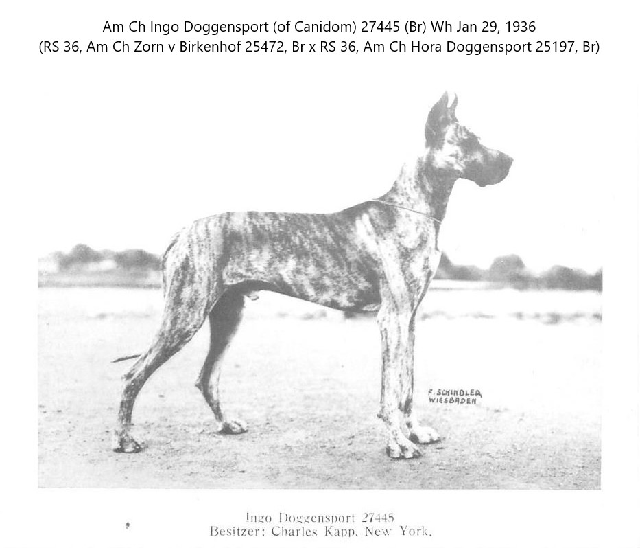 Ingo Doggensport